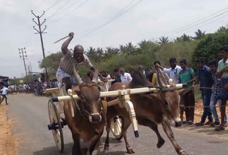 ரேக்ளா பந்தயத்தில்   சீறிப்பாய்ந்த காளைகள்