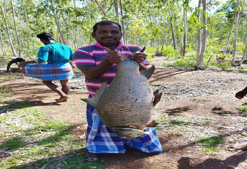 சித்தூர் சித்தையா ஊரணியில் இறந்த நிலையில்  25 கிலோ எடை கொண்ட மீன் கரை ஒதுங்கியது