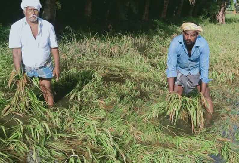 நெற்பயிர்கள் மழைநீரில் மூழ்கி நாசம்