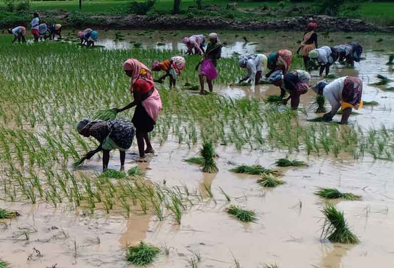 சம்பா சாகுபடிக்கு தேவையான உரங்களை தட்டுப்பாடின்றி வழங்க வேண்டும் விவசாயிகள் வலியுறுத்தல்