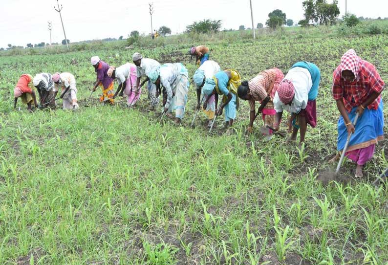 கோவில்பட்டி பகுதி வயல்களில் களை எடுக்கும் பணி தீவிரம்