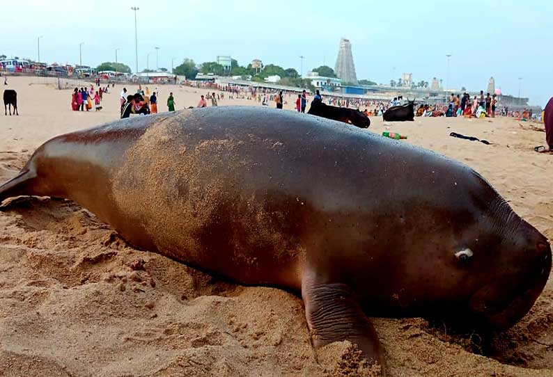 திருச்செந்தூர் கடற்கரையில் இறந்தநிலையில் கரை ஒதுங்கிய கடற்பசு