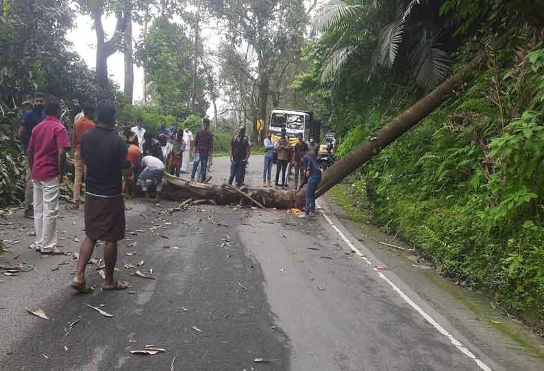 கூடலூர்-மலப்புரம் சாலையில் மரம் விழுந்து போக்குவரத்து பாதிப்பு