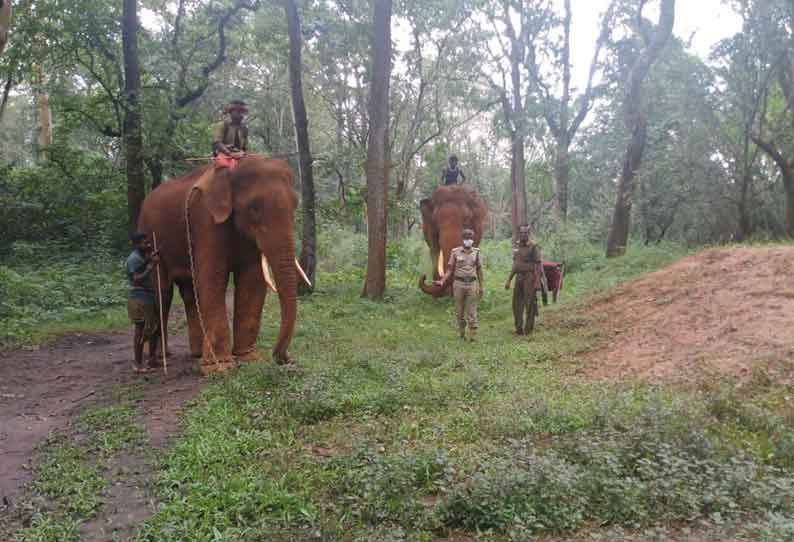 கும்கிகளுடன் வனத்துறையினர் ரோந்து