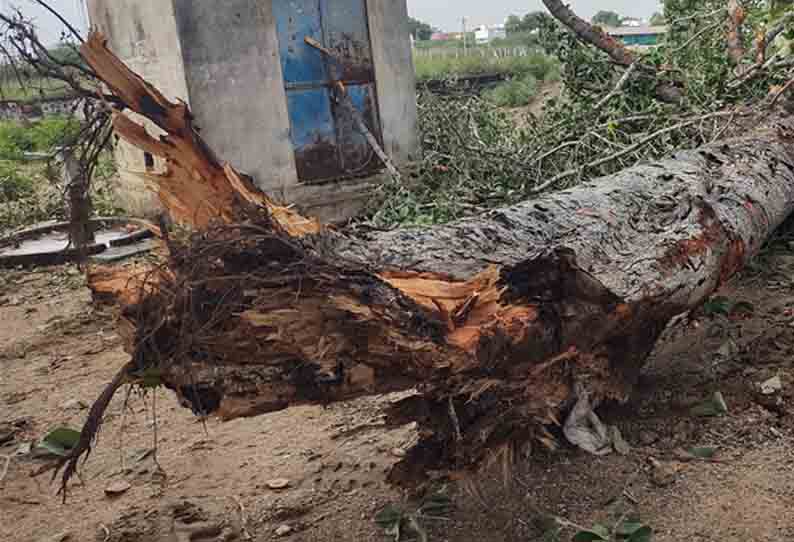 பழமையான மரம் விழுந்தது