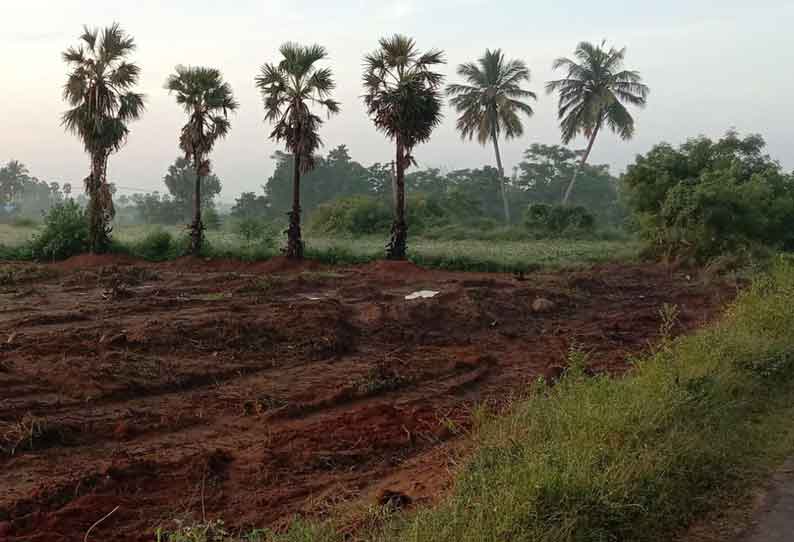 வேரோடு பிடிங்கி எறியப்பட்ட பனைமரங்கள் அதே பகுதியில் மீண்டும் நடப்பட்டன