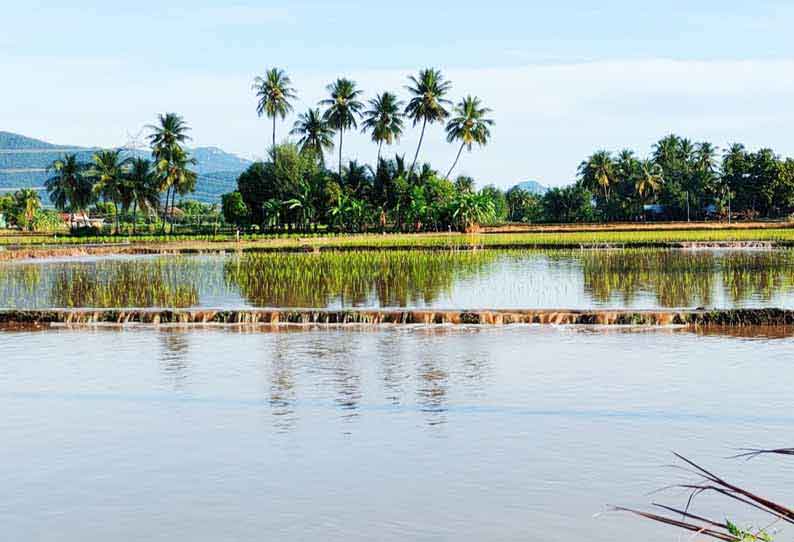 வயல்களுக்குள் புகுந்த மழைநீர்