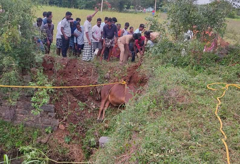 மூங்கில்துறைப்பட்டு அருகே கிணற்றில் விழுந்த பசுமாடு மீட்பு