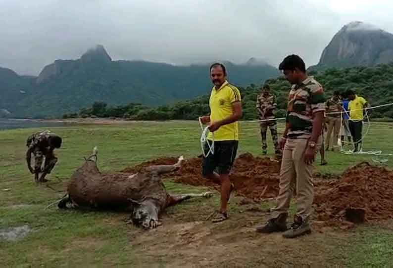 திருமூர்த்தி அணையில் செத்து மிதந்த மான் உடல் மீட்பு