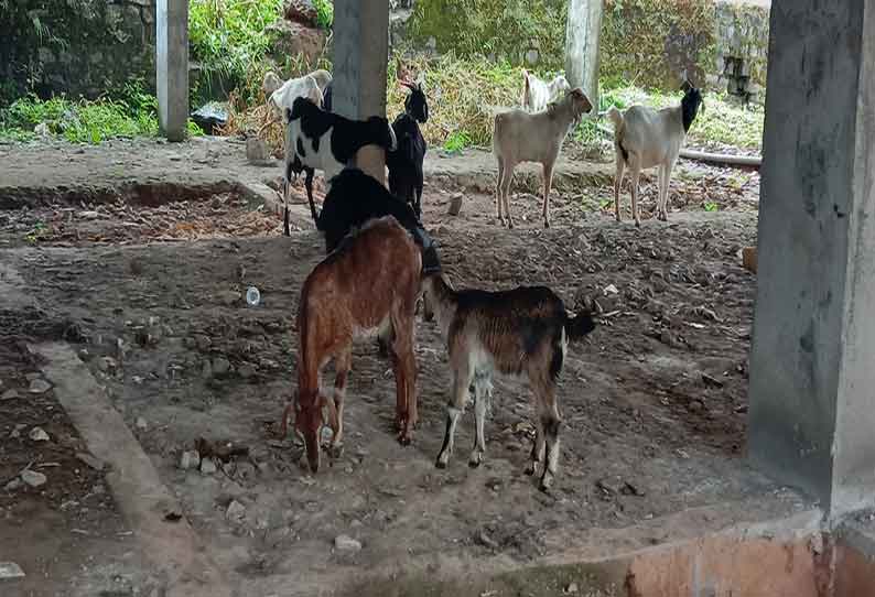 சாலைகளில் உலா வரும் கால்நடைகளால் விபத்து ஏற்படும் அபாயம்