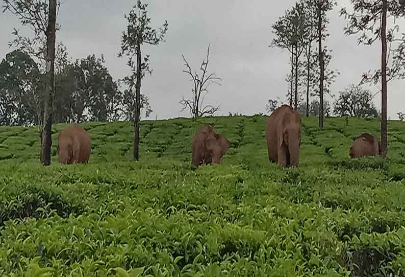 நல்லமுடி பூஞ்சோலை பகுதியில் காட்டு யானைகள் முகாம்