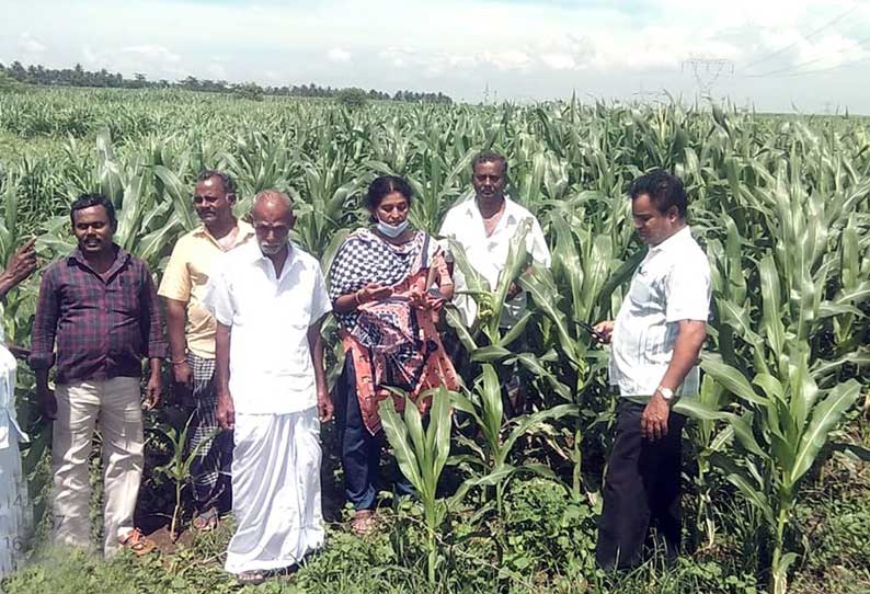 மக்காச்சோள பயிரில் படைப்புழு தாக்குதல்; வேளாண் அதிகாரி ஆய்வு