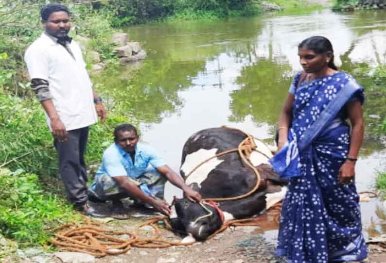 வெள்ளத்தில் சிக்கி பசுமாடு செத்தது