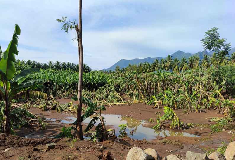 பர்கூர் மலைப்பகுதியில் பலத்த மழை: தோட்டத்தில் வெள்ளம் புகுந்தது; ஆயிரக்கணக்கான வாழைகள் சேதம்