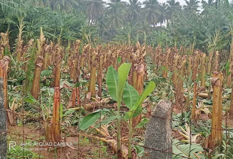 பலத்த மழையால் 3 ஆயிரம் வாழைகள் சேதம்