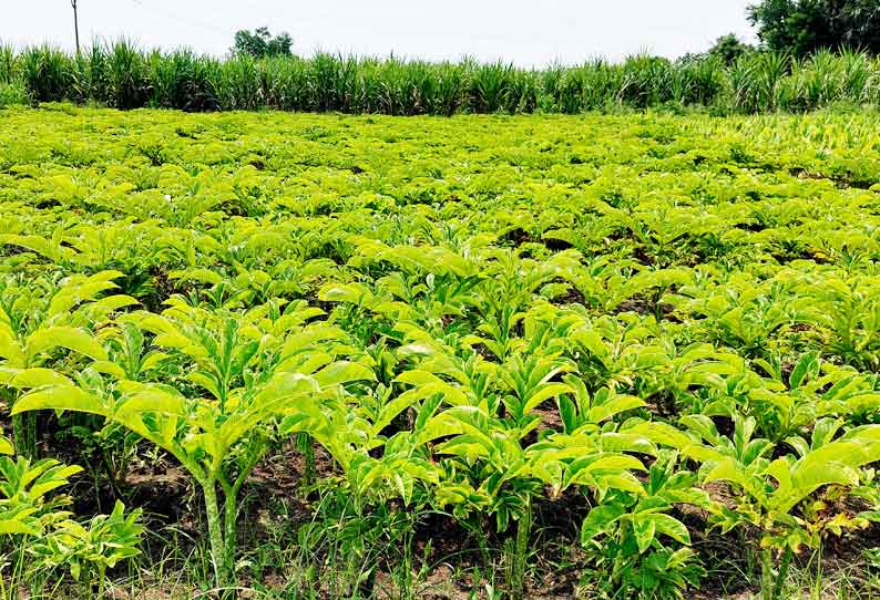 கருணை கிழங்கு சாகுபடி பணிகள் தீவிரம்