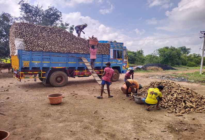 ஆதனக்கோட்டை சுற்றுவட்டார பகுதிகளில் மரவள்ளி கிழங்கு அறுவடை பணிகள் தீவிரம்  விலை குறைவால் விவசாயிகள் கவலை