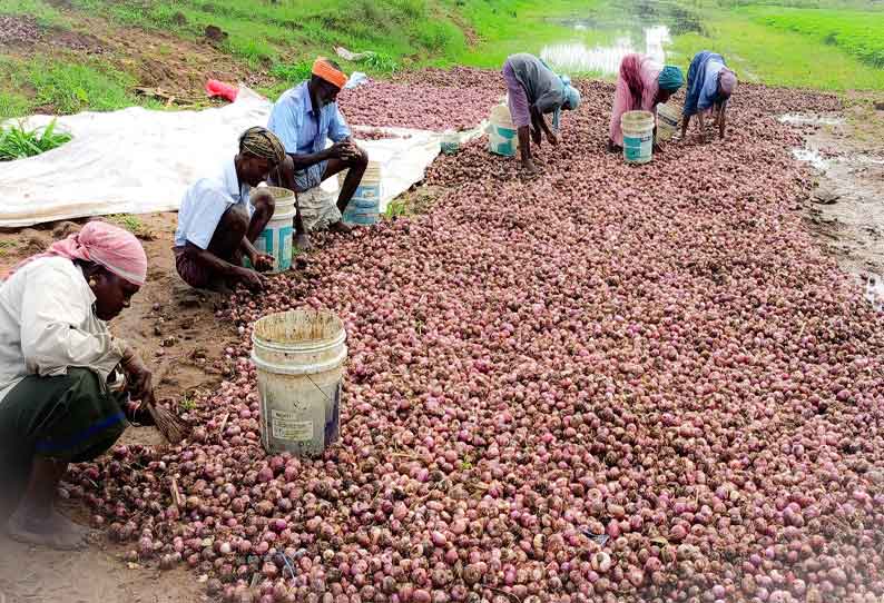 மழைநீரில் நனைந்து அழுகிய பல்லாரிகள்- விவசாயிகள் கவலை