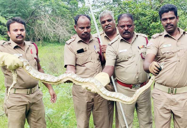 ஆற்றில் மீனுக்காக கட்டப்பட்ட வலையில் சிக்கிய மலைப்பாம்பு