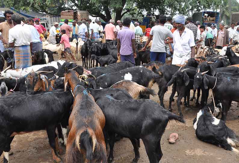 குந்தாரப்பள்ளி சந்தையில் ஒரு ஆடுரூ.30 ஆயிரத்துக்கு விற்பனை