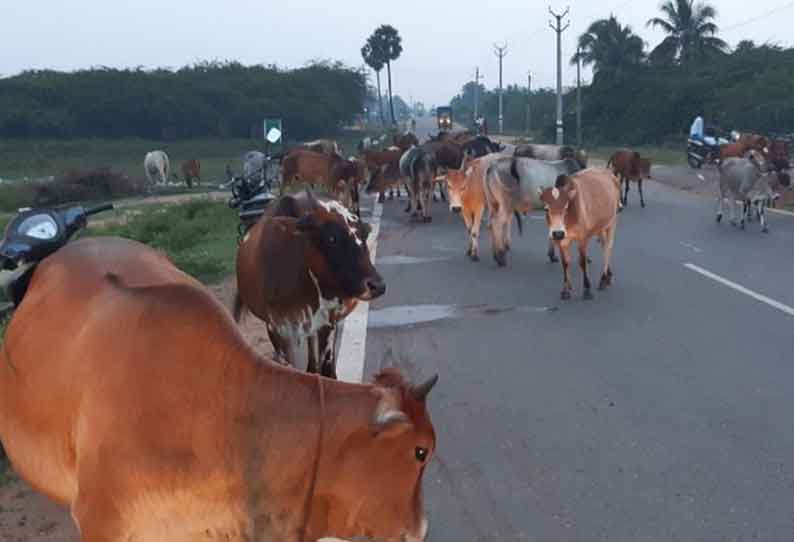 போக்குவரத்துக்கு இடையூறாக சுற்றித்திரியும் மாடுகள்