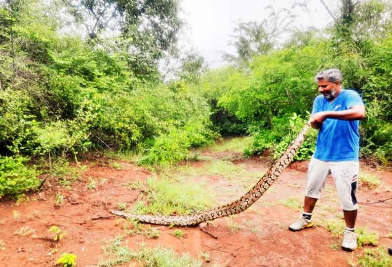 நாகநல்லூரில் மலைப்பாம்பு பிடிபட்டது