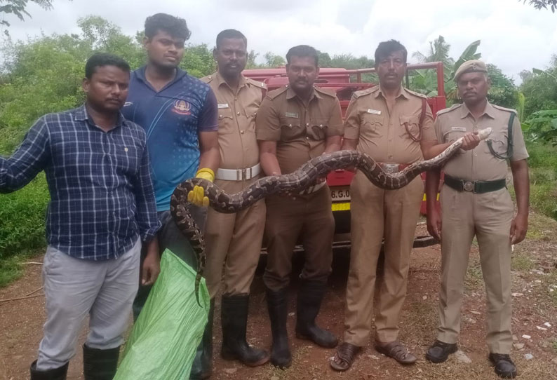 கல்வராயன்மலை அடிவாரத்தில் மரவள்ளி தோட்டத்தில் புகுந்த மலைப்பாம்பு