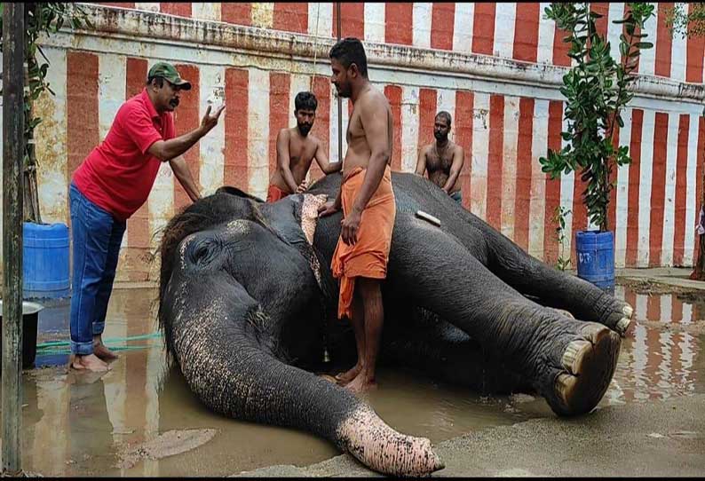 சங்கரன்கோவில் கோமதி யானையை நன்கு பராமரிக்க ஆராய்ச்சியாளர் ஆலோசனை