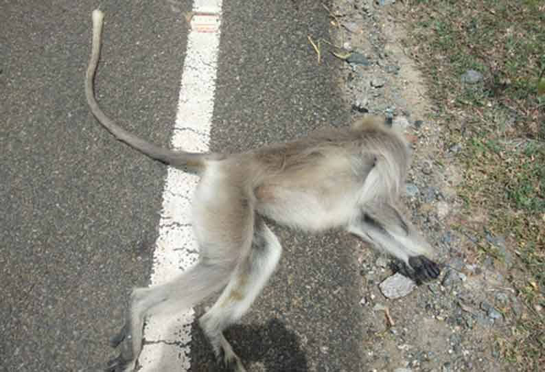 வாகனம் மோதி லங்கூர் குரங்கு பலி