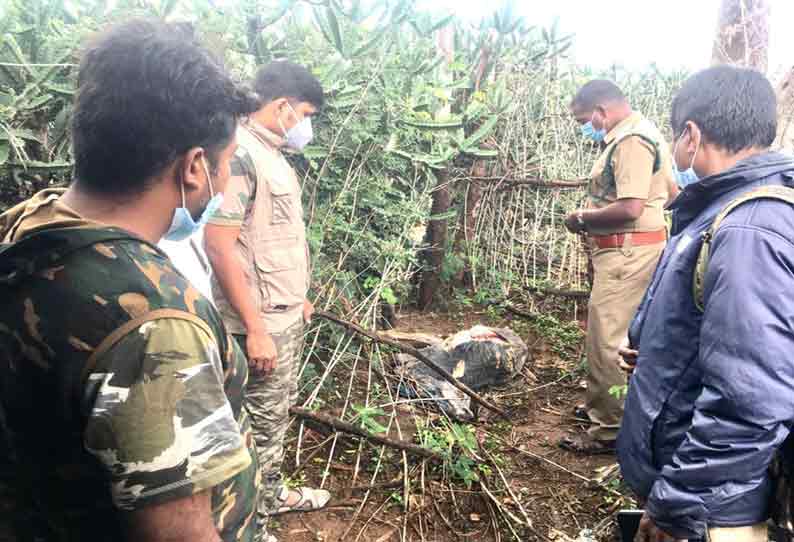 தாளவாடி அருகே ஒரு வருடமாக  தொடர்ந்து ஊருக்குள் புகுந்து கால்நடைகளை வேட்டையாடும் சிறுத்தை; நள்ளிரவில் கன்றுக்குட்டியை கொன்று தின்றது