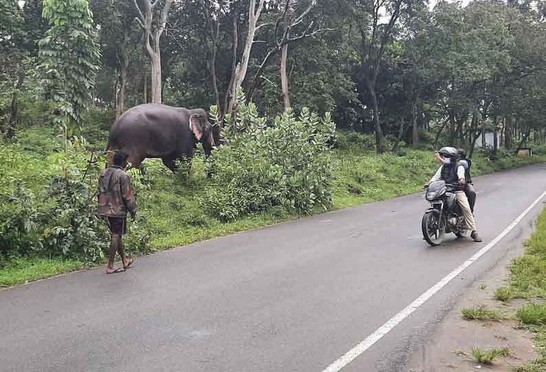 சங்கர் யானை கும்கியாக மாற்றப்படுகிறது