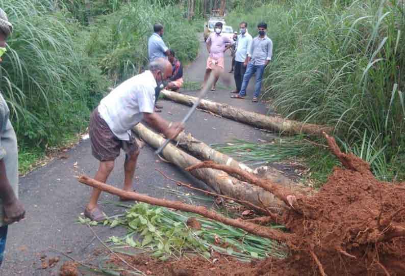 சாலையில் வேரோடு சாய்ந்த மரங்கள்