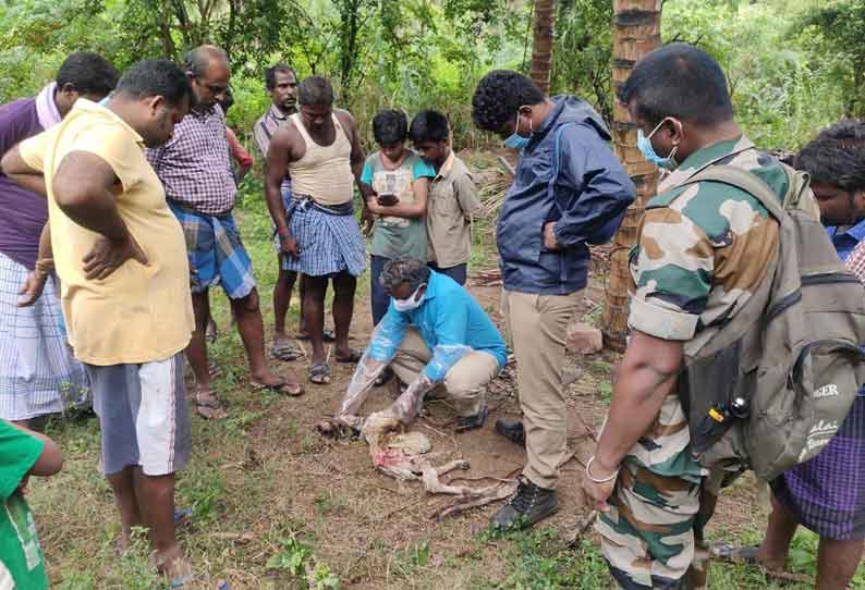 செந்நாய்கள் கடித்து ஆடு செத்தது