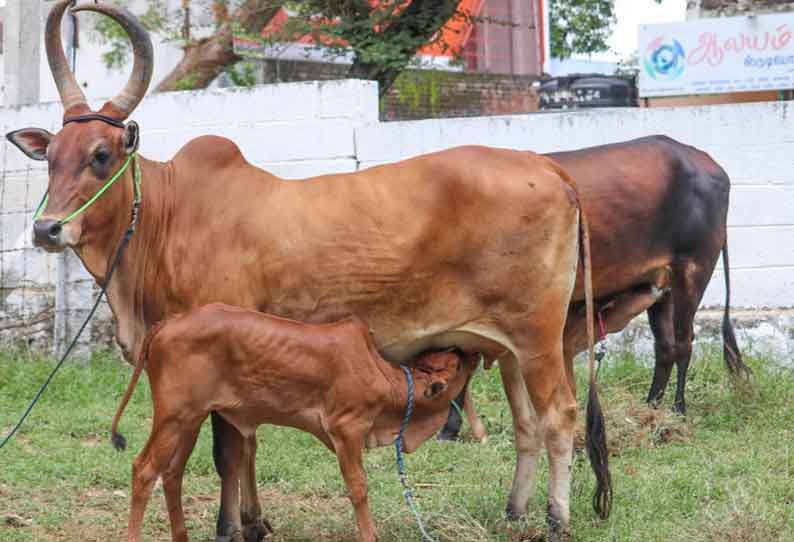 பழையகோட்டை மாட்டுத்தாவணியில் காங்கேயம் இன கிடாரி கன்றுடன் செவலை பசுமாடு ரூ.82 ஆயிரத்திற்கு விற்பனை