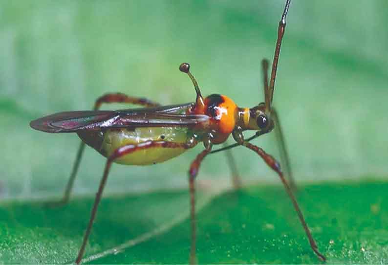 கொய்யாவை தாக்கும் தேயிலை கொசு