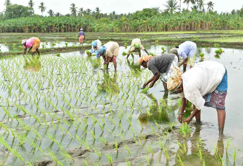 நெல் நாற்று நடவு பணி தீவிரம்