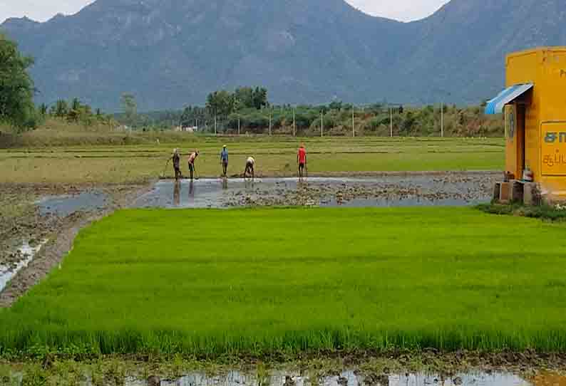 விவசாய பணிகள் மும்முரம்