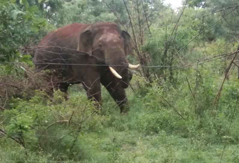 சாலையோரம் நின்றகாட்டு யானையால் பரபரப்பு