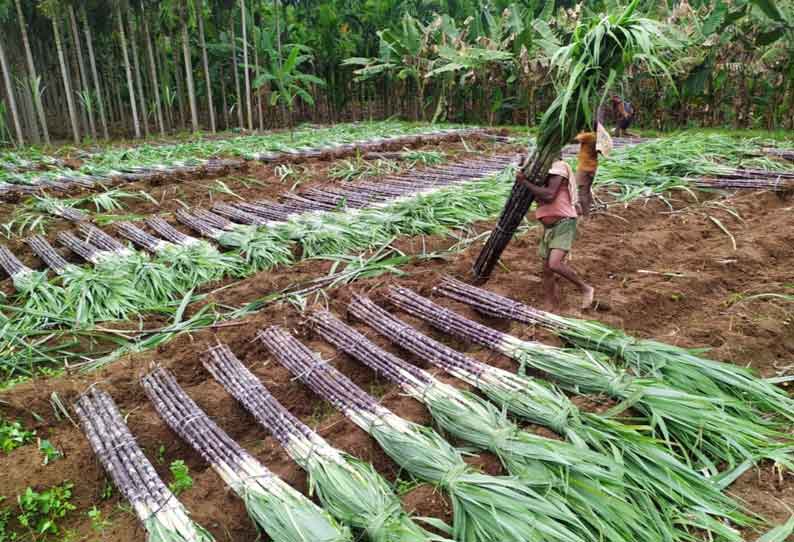 விநாயகர் சதுர்த்தி விழா: திருப்பதிக்கு செல்லும் கொல்லிமலை கரும்பு-விலை உயர்வால் விவசாயிகள் மகிழ்ச்சி