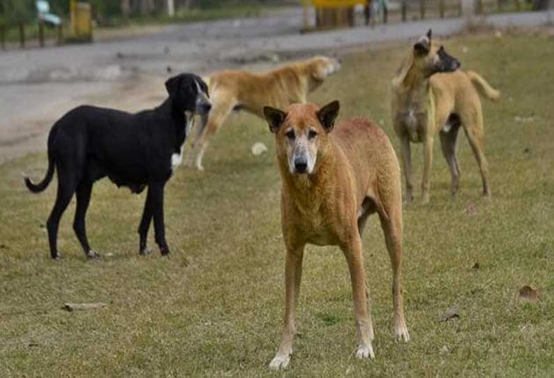 150 தெருநாய்களை உயிருடன் மண்ணில் புதைத்து கொன்ற கொடூரம்