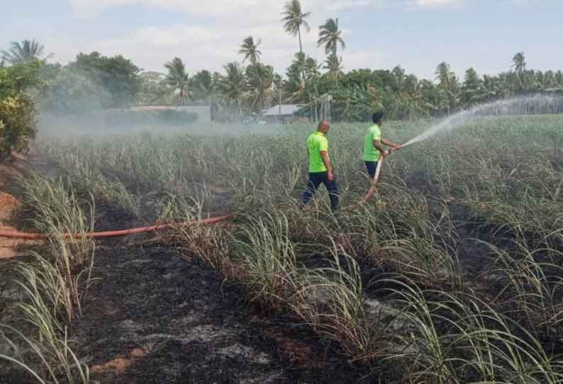 கரும்பு தோட்டத்தில் தீ