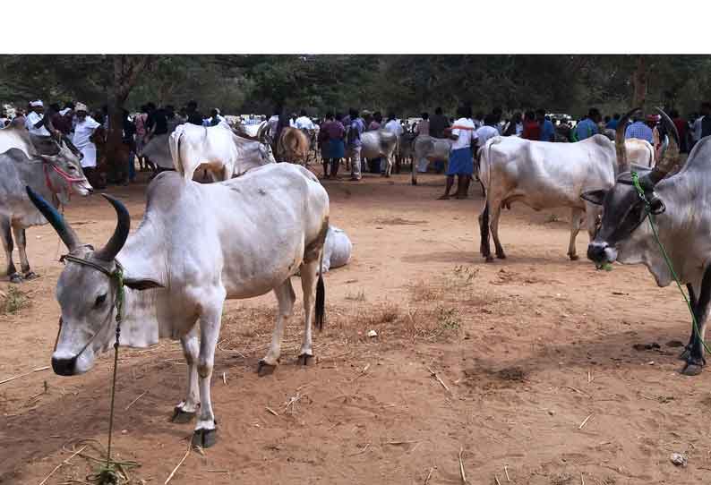 பழையகோட்டை மாட்டுத்தாவணியில் காங்கேயம் இன காளை கன்றுடன் மயிலை பசுமாடு ரூ.76 ஆயிரத்திற்கு விற்பனை செய்யப்பட்டது.