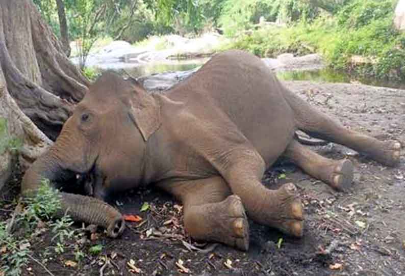 மசினகுடி அருகே காட்டு யானை மர்ம சாவு