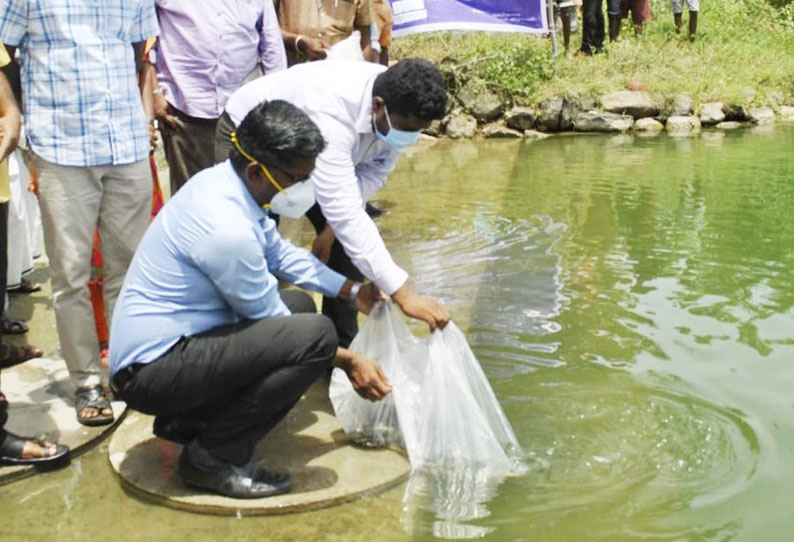 மாவட்டத்தில் 40 ஊராட்சி குளங்களில்  மகளிர் சுய உதவிக்குழுக்கள் மீன் வளர்க்க நடவடிக்கை