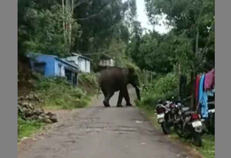 மலைக்கிராமத்துக்குள் புகுந்த காட்டு யானை