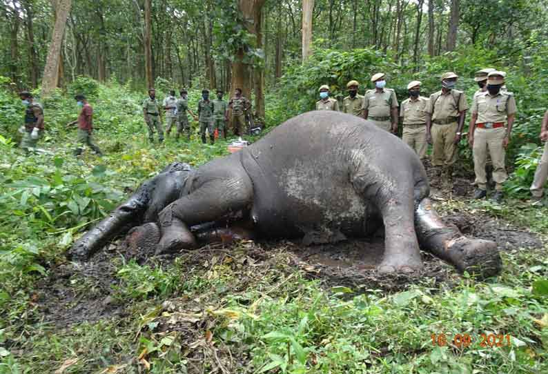 முதுமலையில் பெண் யானை சாவு