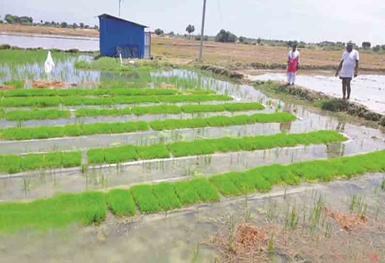 பாய் நாற்றங்கால் மூலம் எந்திர நடவு