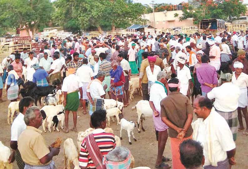 குண்டடம் வாரச்சந்தையில் ஆடுகள் விலை வீழ்ச்சி