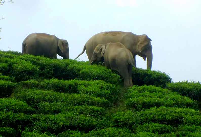 தேயிலை தோட்டங்களில் காட்டுயானைகள் முகாம்