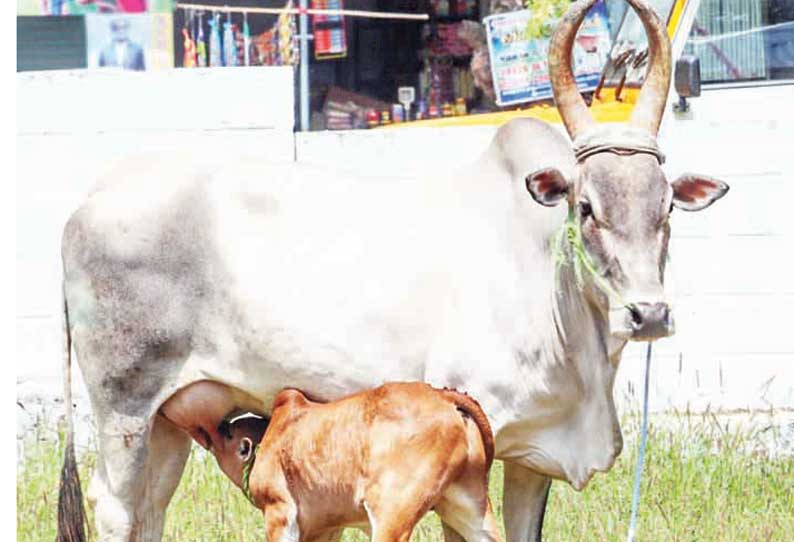 பழையகோட்டை மாட்டுத்தாவணியில் காங்கேயம் இன காளை கன்றுடன் மயிலை பசுமாடு ரூ.84 ஆயிரத்து 500க்கு விற்பனை